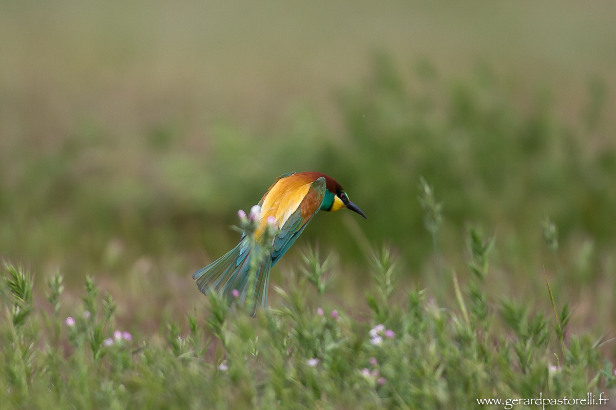 Bee eater 69